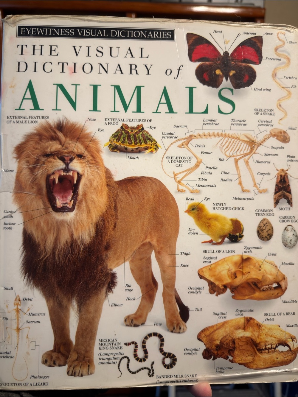 The Visual Dictionary of Animals - Educational Reference (Brown)